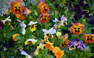 glady pansy 2587837